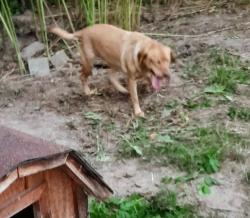 Reunited Female Dog last seen M 99 and Vermontville Hwy, Dimondale, Windsor Township, MI 48821