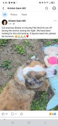 Reunited Male Dog last seen McDonald Rd, Apison, TN 37302