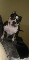 Lost Male Dog last seen N western ave and w Hefner rd, Oklahoma City, OK 73114