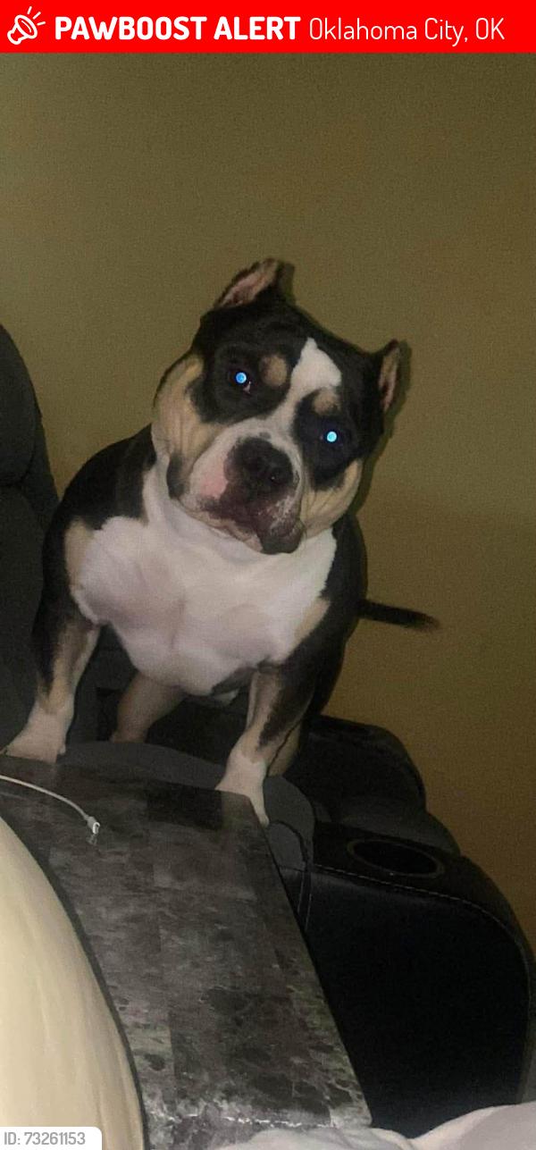 Lost Male Dog last seen N western ave and w Hefner rd, Oklahoma City, OK 73114
