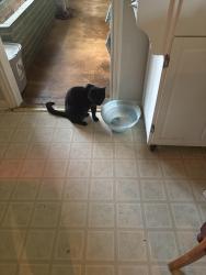 Lost Male Cat last seen Bradshaw and Blakeley, San Antonio, TX 78209