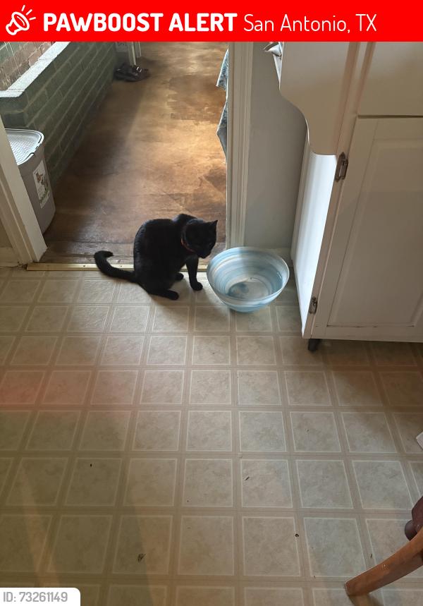 Lost Male Cat last seen Bradshaw and Blakeley, San Antonio, TX 78209