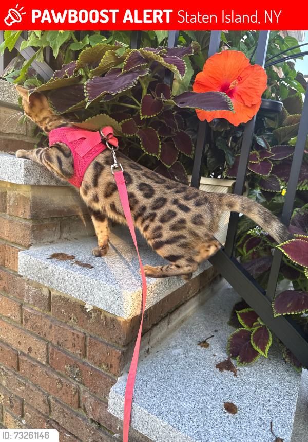 Lost Female Cat last seen Amboy - Arden - Richmond Ave, Staten Island, NY 10308