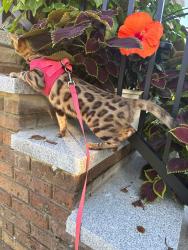 Lost Female Cat last seen Amboy - Arden - Richmond Ave, Staten Island, NY 10308