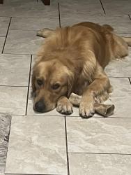 Lost Male Dog last seen Royal Brook park, Houston, TX 77365