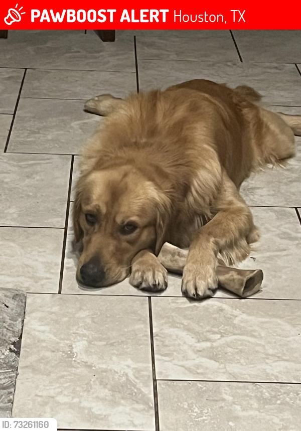 Lost Male Dog last seen Royal Brook park, Houston, TX 77365