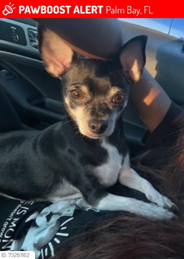 Lost Male Dog last seen Last near Babcock st se, Palm Bay, FL 32909