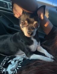 Lost Male Dog last seen Last near Babcock st se, Palm Bay, FL 32909