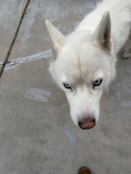 Found/Stray Unknown Dog last seen Kempton, Monterey Park, CA 91755