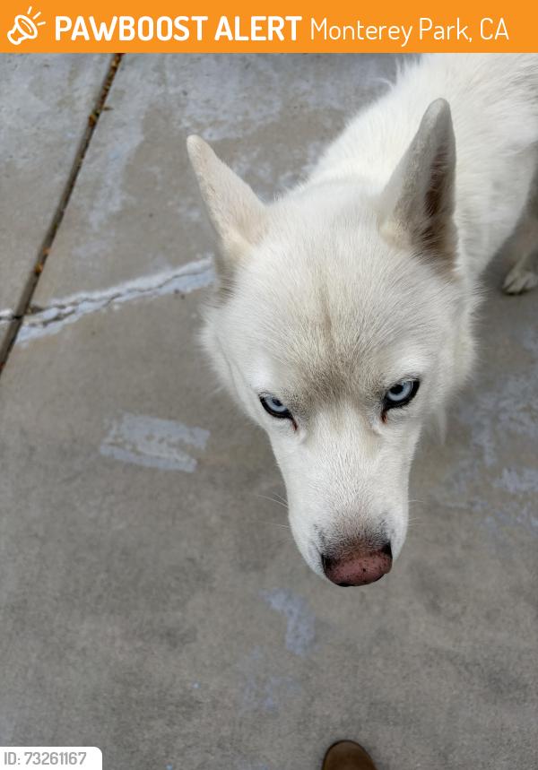 Found/Stray Unknown Dog last seen Kempton, Monterey Park, CA 91755