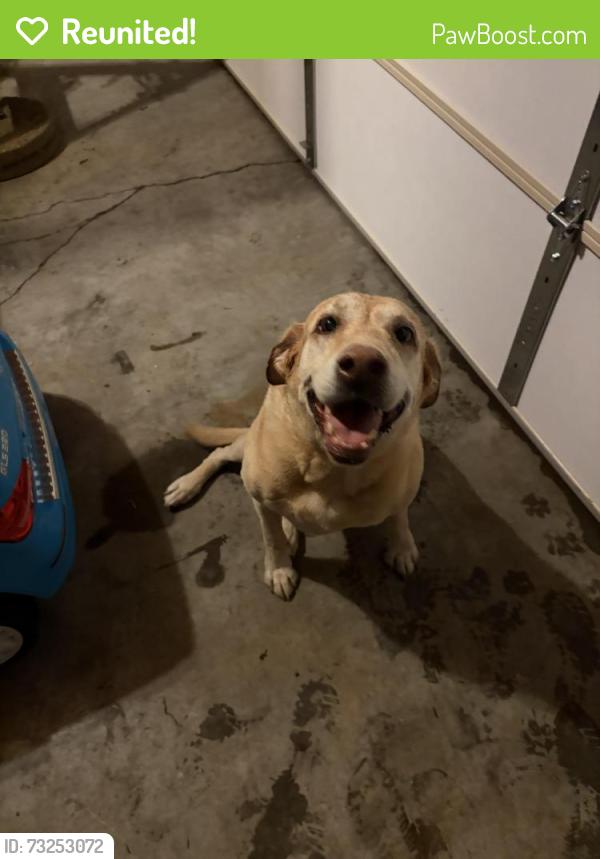 Reunited Male Dog last seen Shelby Ln/Jacks Creek Pike, Lexington, KY 40515