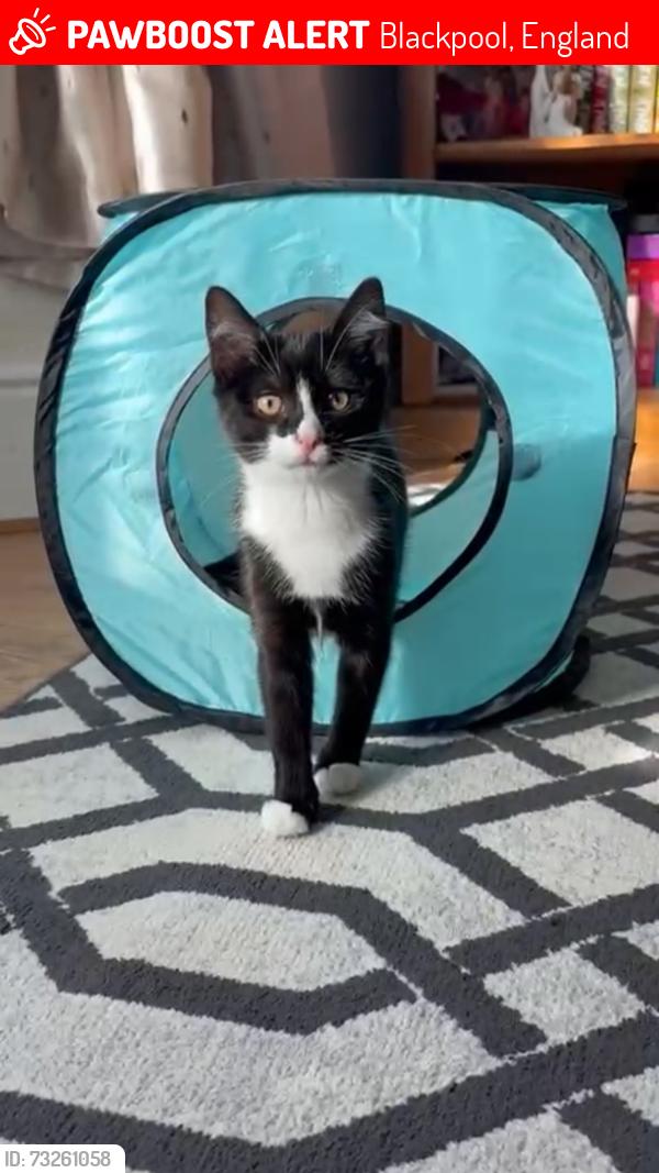 Lost Female Cat last seen Bloomfield road, Lidl area., Blackpool, England 