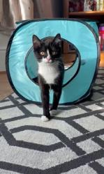 Lost Female Cat last seen Bloomfield road, Lidl area., Blackpool, England 