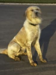 Found/Stray Male Dog last seen LakePointe Subdivision, Lafayette, LA 70506