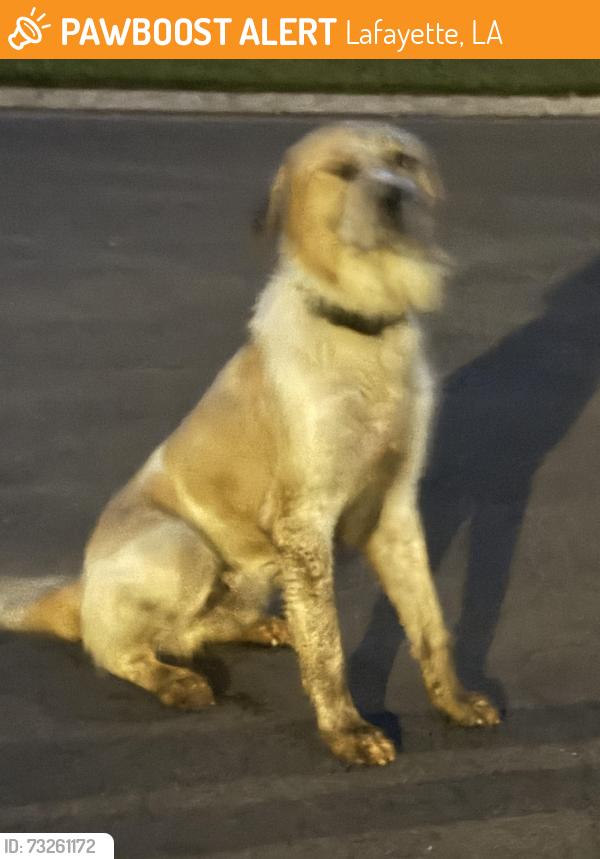 Found/Stray Male Dog last seen LakePointe Subdivision, Lafayette, LA 70506