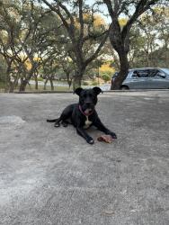 Found/Stray Female Dog last seen Palo Duro/Crooked Hill, San Antonio, TX 78232