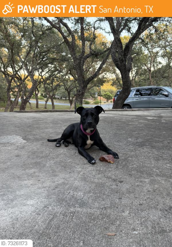 Found/Stray Female Dog last seen Palo Duro/Crooked Hill, San Antonio, TX 78232