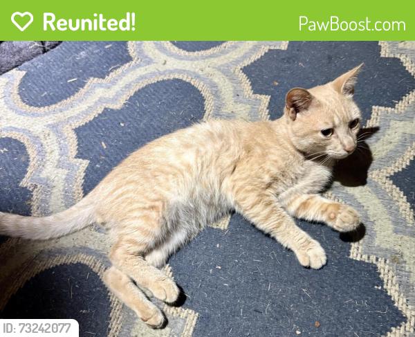 Reunited Male Cat last seen Belwood Loop, Carpenters Grove Church Rd, Lawndale, NC 28090