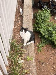 Lost Male Cat last seen Apartamentos Anzio, Lawrenceville, GA 30044