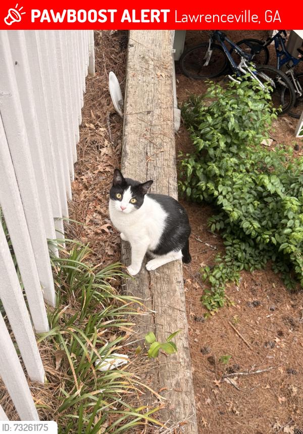 Lost Male Cat last seen Apartamentos Anzio, Lawrenceville, GA 30044