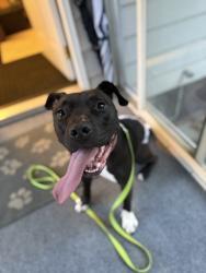 Found/Stray Male Dog last seen 48th St NW and Cleveland Ave, Canton, OH 44709