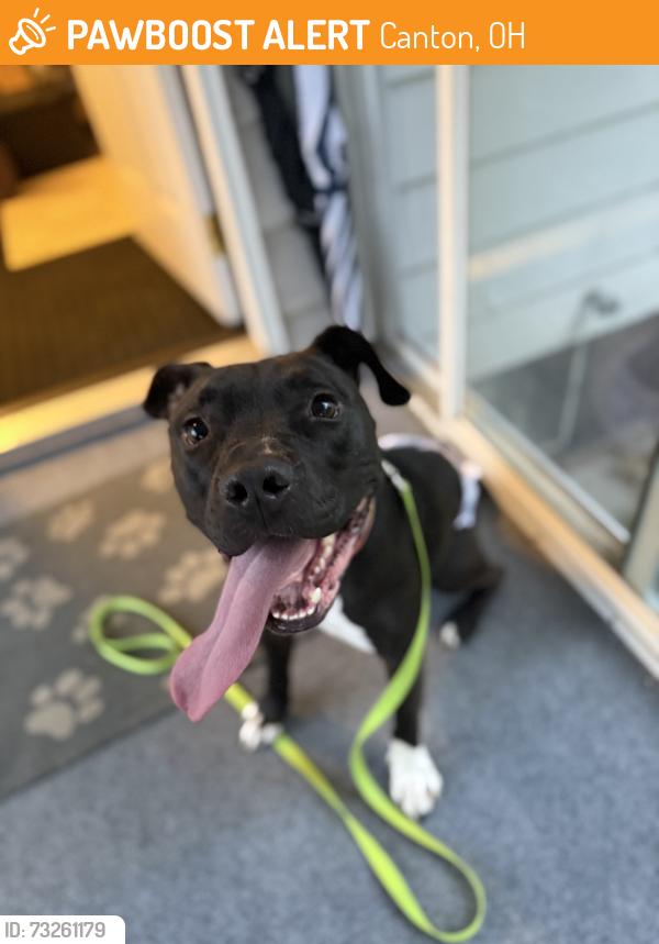 Found/Stray Male Dog last seen 48th St NW and Cleveland Ave, Canton, OH 44709