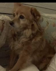 Reunited Female Dog last seen Garrison & Mississippi, Lakewood, CO 80232