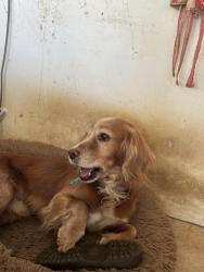 Lost Male Dog last seen Fields near hollingdon, Buckinghamshire, England LU7 0DN