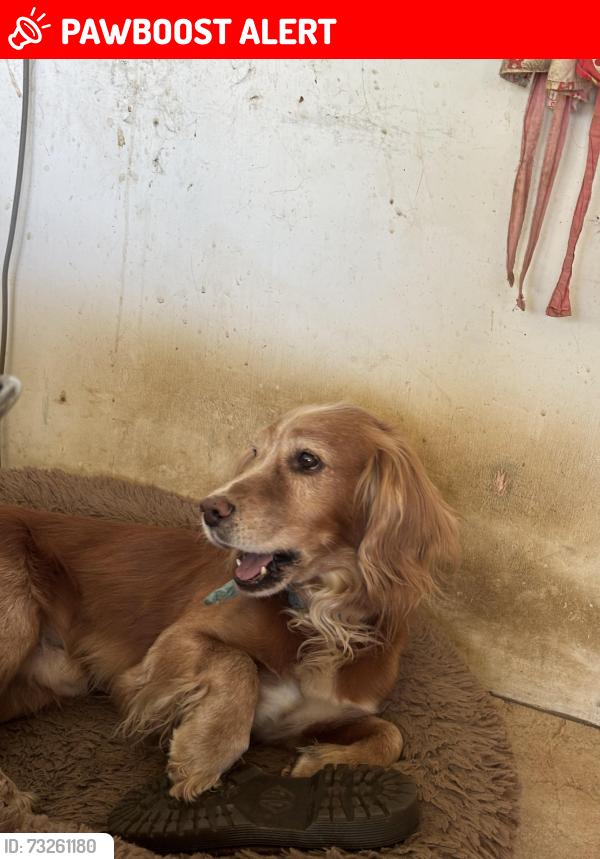 Lost Male Dog last seen Fields near hollingdon, Buckinghamshire, England LU7 0DN