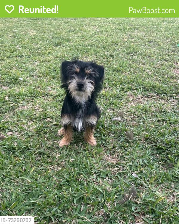 Reunited Male Dog last seen Parkway lakes, Richmond, TX 77407