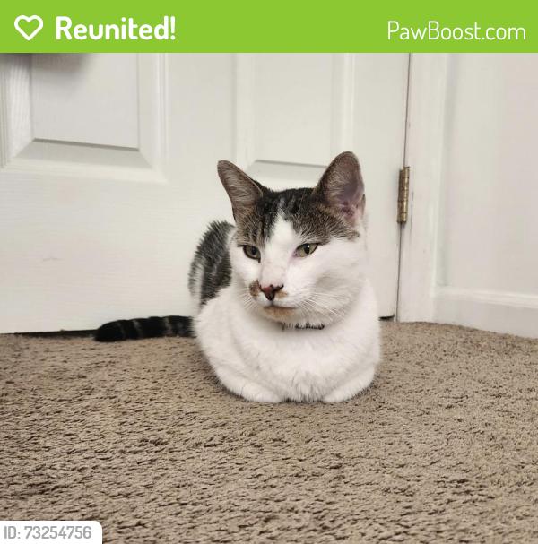 Reunited Male Cat last seen Northwoods Forest Drive and Lawing School Road, Charlotte, NC 28214