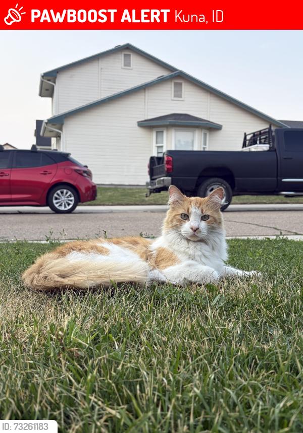 Lost Male Cat last seen Sunbird and Avalon, Kuna, ID 83634