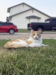 Lost Male Cat last seen Sunbird and Avalon, Kuna, ID 83634