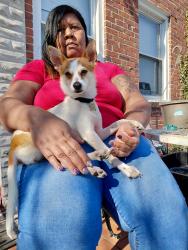 Lost Male Dog last seen Wilkens Ave., Baltimore, MD 21223