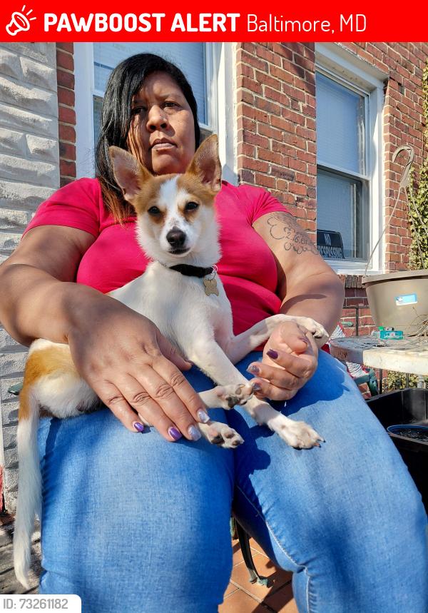 Lost Male Dog last seen Wilkens Ave., Baltimore, MD 21223