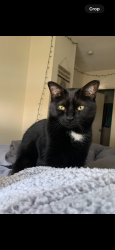 Lost Male Cat last seen Broad street Nashua NH, Nashua, NH 03064