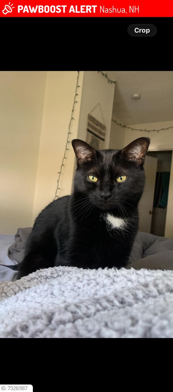 Lost Male Cat last seen Broad street Nashua NH, Nashua, NH 03064