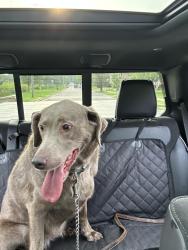 Found/Stray Unknown Dog last seen Maple Bluff Park and Marina Boat Launch, Madison, WI 53704
