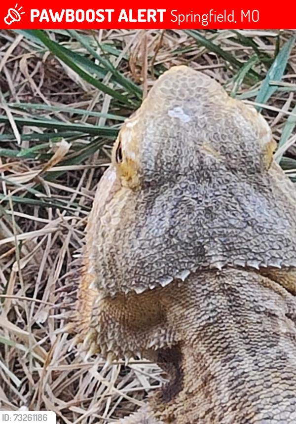 Lost Male Reptile last seen E. Redwood, Springfield, MO 65807