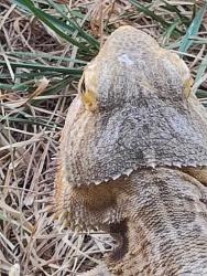 Lost Male Reptile last seen E. Redwood, Springfield, MO 65807