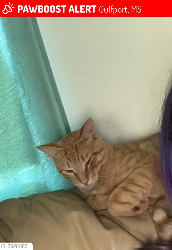 Lost Male Cat last seen Near cemetery road Gulfport, Gulfport, MS 39503