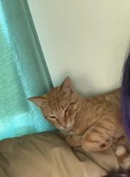 Lost Male Cat last seen Near cemetery road Gulfport, Gulfport, MS 39503