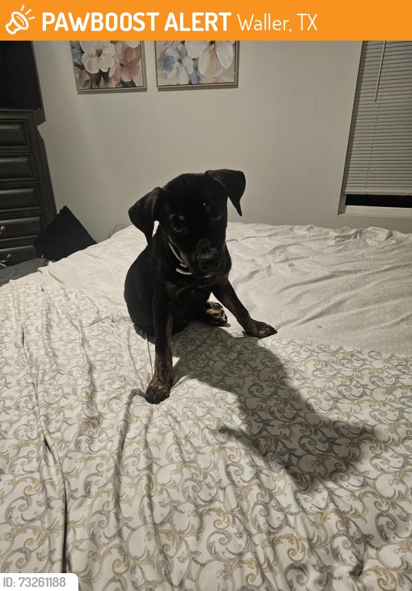Found/Stray Female Dog last seen Near Waller St. Waller TX, Waller, TX 77484