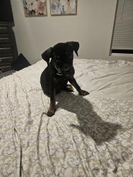 Found/Stray Female Dog last seen Near Waller St. Waller TX, Waller, TX 77484