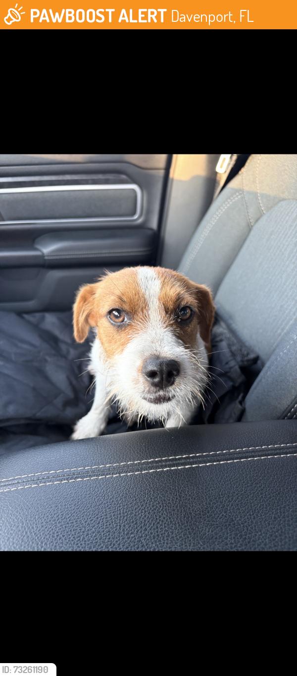 Found/Stray Female Dog last seen James street davenport fl, Davenport, FL 33837