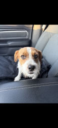 Found/Stray Female Dog last seen James street davenport fl, Davenport, FL 33837