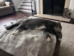 Reunited Male Cat last seen Church street and Jefferson street Harvard il, Harvard, IL 60033