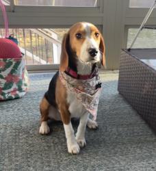 Reunited Male Dog last seen Grove Street and Belknap Rd., Framingham, MA 01701