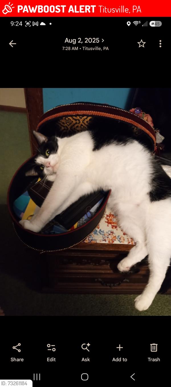 Lost Female Cat last seen Burgess park, Titusville, PA 16354