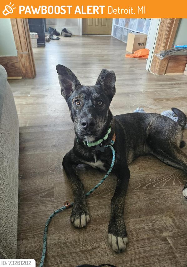 Found/Stray Male Dog last seen Romanowski Park, Detroit, MI 48210